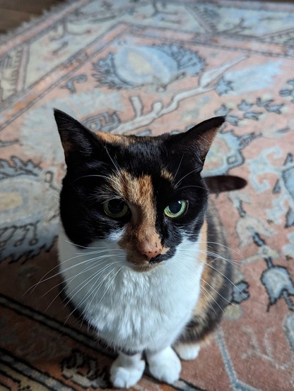 A black, brown and white cat with grey eyes sitting on a reddish patterned carpet. White whiskers visible from either side of her nose.