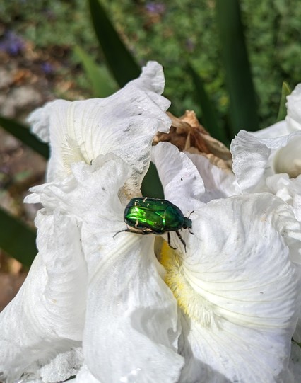 White flag iris with green iridescent beetle at centre 