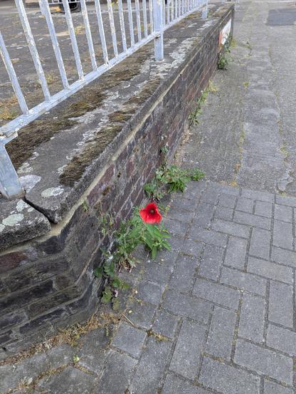 Red poppy with green leaves growing from a crack between paving blocks and brickwork.