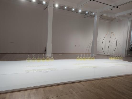 White walled gallery. Three sets of six glass spheres suspended from the ceiling all containing a yellowish substance.